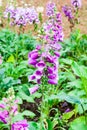 Purple Ground Orchids in Garden Royalty Free Stock Photo