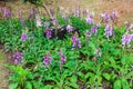 Purple Ground Orchids in Garden Royalty Free Stock Photo