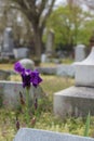 Purple iris at a cemetery Royalty Free Stock Photo