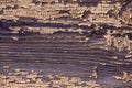 Purple grunge faded texture. Old painted wood with scuffs and inclusions. Macro stock image of a natural aged wood Royalty Free Stock Photo