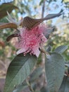 The purple guava flower is characterized by its vibrant purple color and unique shape.