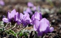 Purple Gueldenstaedtia verna flowers bloom in spring