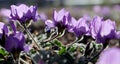 Purple Gueldenstaedtia verna flowers bloom in spring