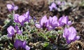 Purple Gueldenstaedtia verna flowers bloom in spring