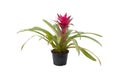 Purple guzmania flower in a black flower pot