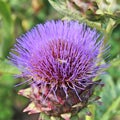 the purple haired flower head of a Cardoon plant Royalty Free Stock Photo