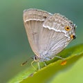 Purple hairstreak butterfly close up Royalty Free Stock Photo