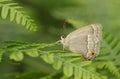 A Purple Hairstreak Butterfly Favonius quercus perched on a bracken. Royalty Free Stock Photo