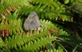 A stunning Purple Hairstreak Butterfly Favonius quercus perching on a bracken leaf in woodland in the UK. Royalty Free Stock Photo