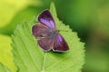 Purple Hairstreak Butterfly - Favonius quercus at rest on a leaf.