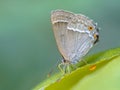 Purple hairstreak butterfly Royalty Free Stock Photo