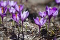 purple harbingers of spring bloom in the mountains