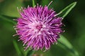 Purple hardhead flower in close up