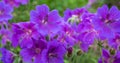 Purple hardy cranesbill wild geranium by name of Geranium x Magnificum, photographed in an English garden in Oxfordshire UK.