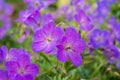 Purple hardy cranesbill wild geranium by name of Geranium x Magnificum, photographed in a mixed herbaceous border.