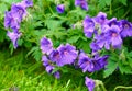 Purple hardy geranium flowers growing outside in a park. Bush of indigo or blue geraniums blooming in a lush garden or
