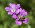 Purple Hardy Geranium & Honey Bee