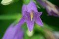 a purple harebell blossom