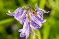 Purple Harebell Flowers, Campanula rotundifolia, closeup on green natural background, selective focus.