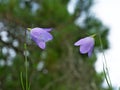 Purple Harebell Flowers, Campanula rotundifolia, closeup, selective focus.