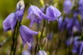 Purple Harebells in Alpine Meadow in Rocky Mountain Royalty Free Stock Photo