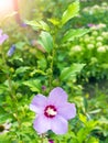 Purple Hawaiian hibiscus bloomed in the garden. Ornamental plant for the garden. Medicinal tea from Hibiscus.r Royalty Free Stock Photo