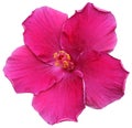 purple hawaiian rose or shoe flower or hibiscus or chinese rose or hibiscus rosa sinensis.