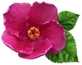 purple hawaiian rose or shoe flower or hibiscus or chinese rose or hibiscus rosa sinensis or shoeblack plant or rose mallow. Royalty Free Stock Photo