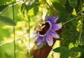 Purple Haze Passiflora Royalty Free Stock Photo