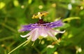 Purple Haze Passiflora Royalty Free Stock Photo