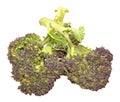 Purple Headed Broccoli