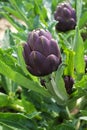 Purple headed globe artichoke