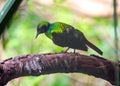 Purple-headed Starling (Hylopsar purpureiceps)