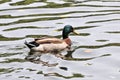 The purple headed wild duck in the pond