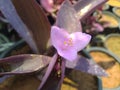 Purple Heart flower Royalty Free Stock Photo