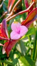 Purple Heart Flower (Tradescantia Pallida) or adam hawa growing fringe Royalty Free Stock Photo