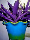 Purple heart plant. Boat lili plant pink flower plant purple colour plant vase baigani colour plant