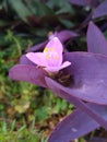 Purple Heart or Tradescantia Pallida (Rose) D.Hunt.