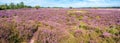 Purple heath landscape in nature reserve Gooi near Hilversum, Ne