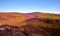 The purple heather of Armboth Fell Royalty Free Stock Photo