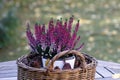 Purple heather in a basket as a decoration for the autumn garden Royalty Free Stock Photo