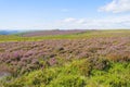 Purple heather and bracken on Hathersage Moor in Derbyshire