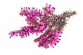 Purple heather Royalty Free Stock Photo