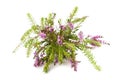 Purple heather Royalty Free Stock Photo
