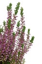 Purple Heather (Calluna vulgaris) flowers