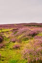 Purple Heather in the fields near the England and Scotland Border