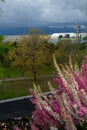 Purple heather, fir, view from window in rainy day, selective focus Royalty Free Stock Photo