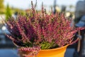 Purple heather flower in a pot standing on a tombstone at a Christian cemetery.