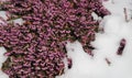 Purple heather flowering through snow Royalty Free Stock Photo