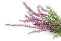 Purple heather flowers